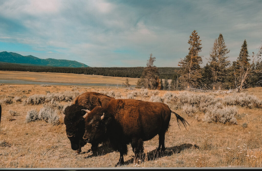 Bison in Yellowstone National Park