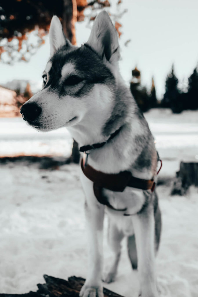 husky puppy winter camping