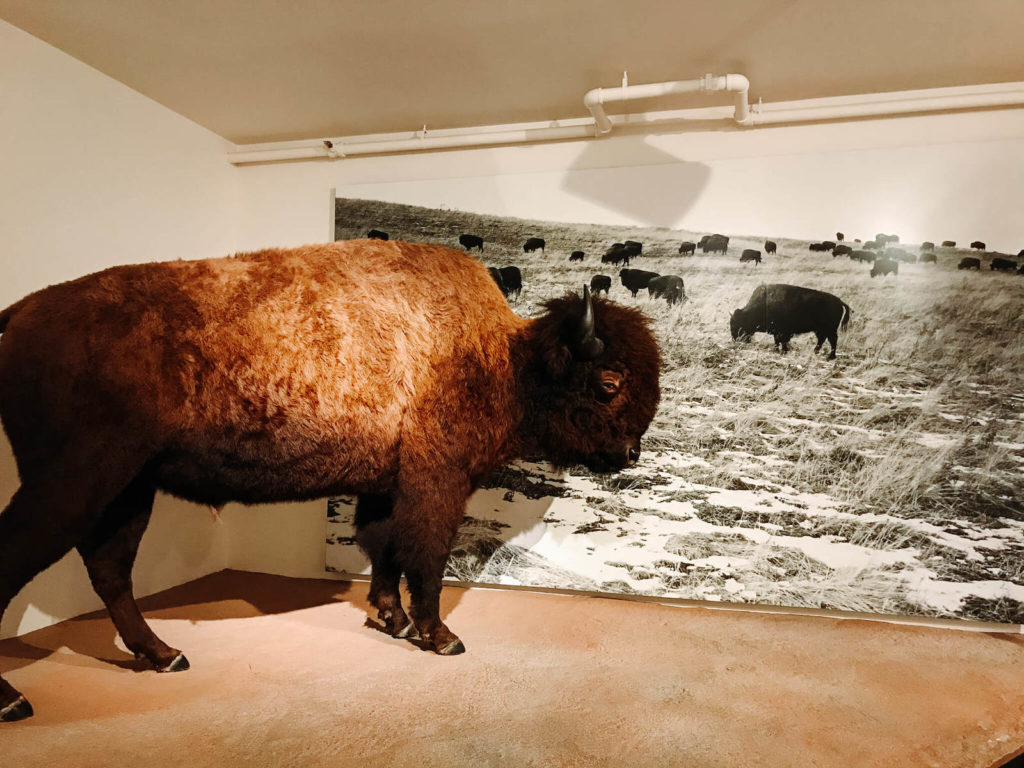 Bison in Museum of the rockies